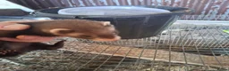 Ferret rodents for sale: Ferrets  - Advert 4
