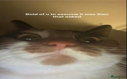 Mixed Breed cats for sale: Cat for sale - Image 2