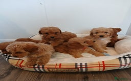 Cockapoo dogs for sale: Adorable F1B red cockapoo puppies  - Image 29
