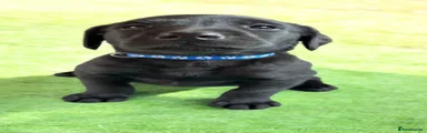 Labrador Retriever Puppy 6
