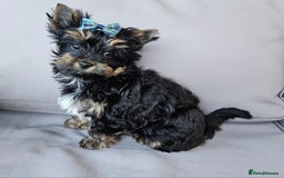 Yorkshire Terrier dogs for sale: Yorkshire Terrier  - Image 4