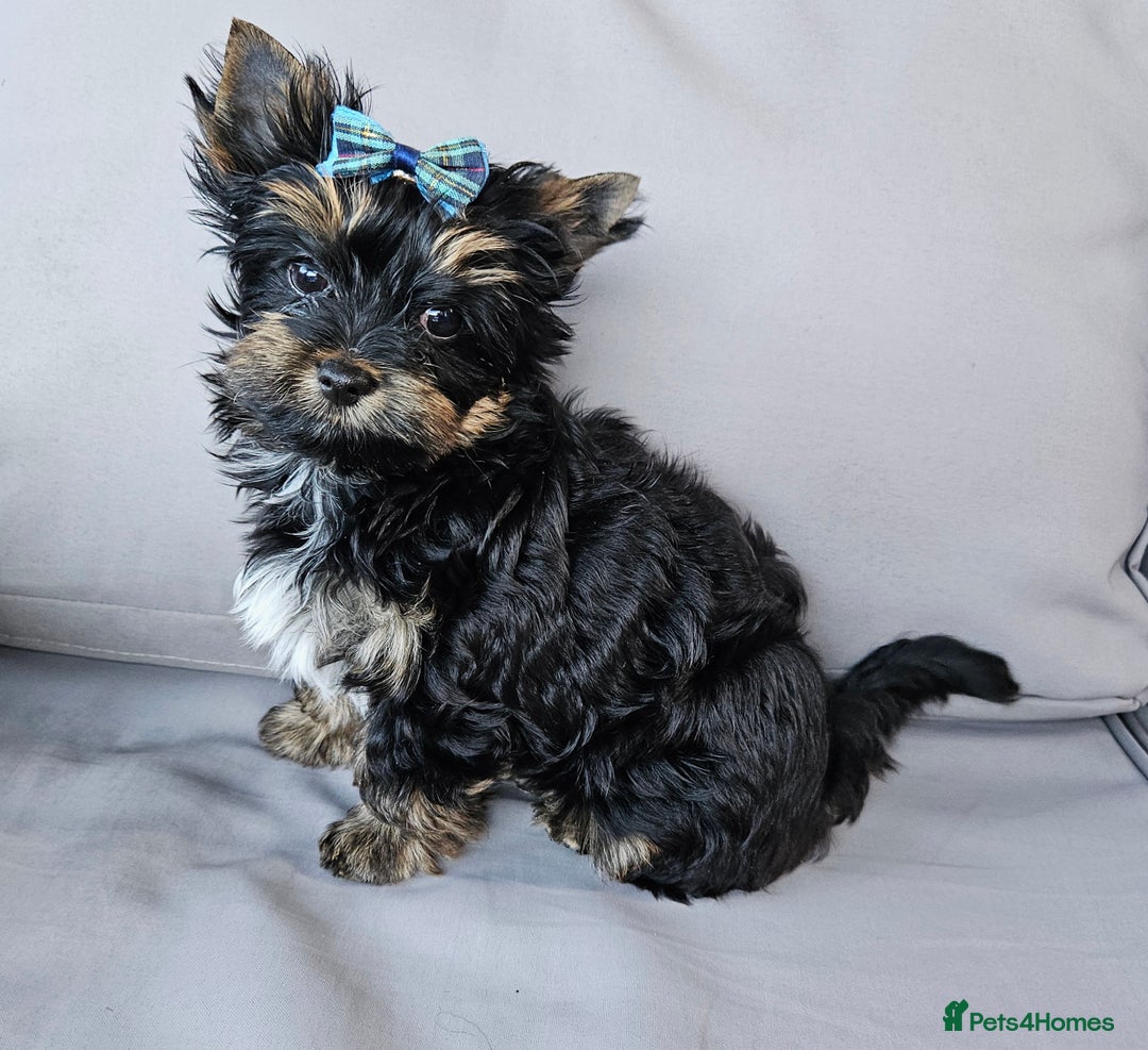 Yorkshire Terrier dogs for sale: Yorkshire Terrier  - Image 4