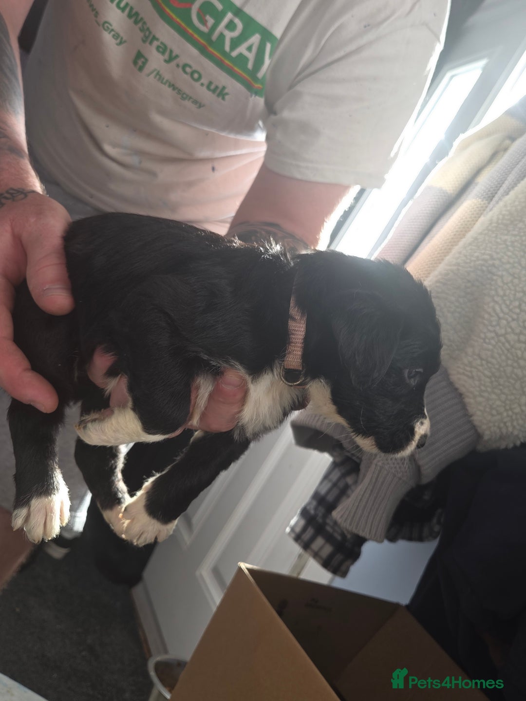 Mixed Breed dogs for sale: Labrador/irish wolf hound  - Image 17