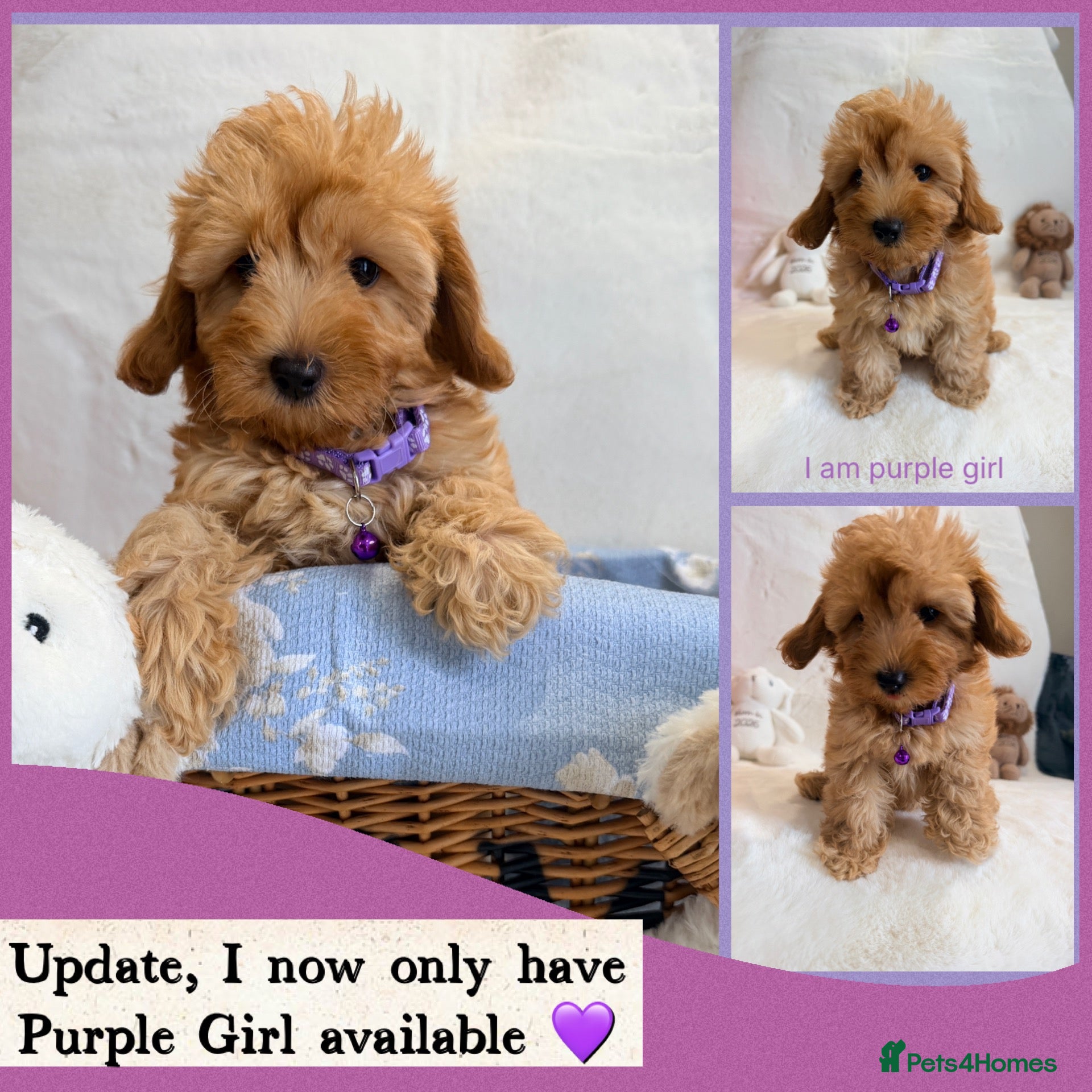 Maltipoo dogs 💖BEAUTIFUL LICENSED-BRED MALTIPOO💖 - Advert 2