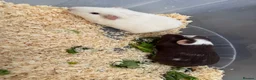 Guinea Pig rodents for sale: Guinea pigs in need of new homes!  - Advert 5