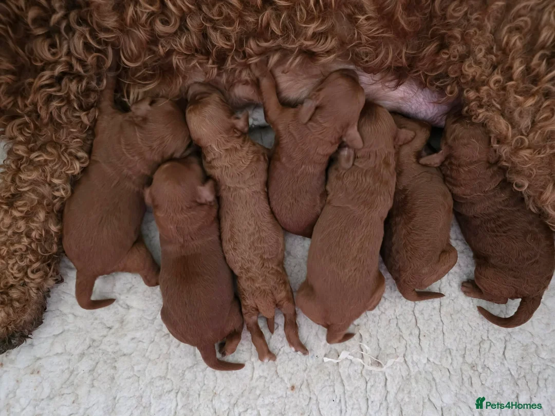 Goldendoodle dogs for sale: 👑Finest Quality Irish Red Doodles Toy/Min👑 Bred  - Advert 1