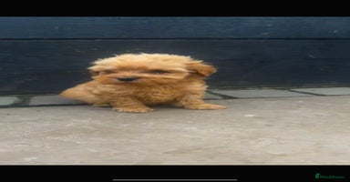 Cavapoo dogs - Advert 2