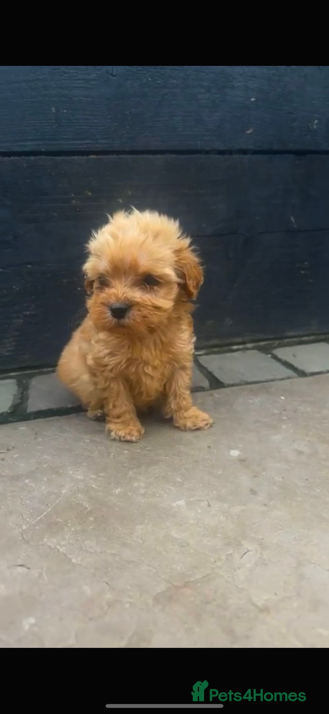 Cavapoo dogs for sale: 💙 TOY CAVAPOO 💙 - Image 3