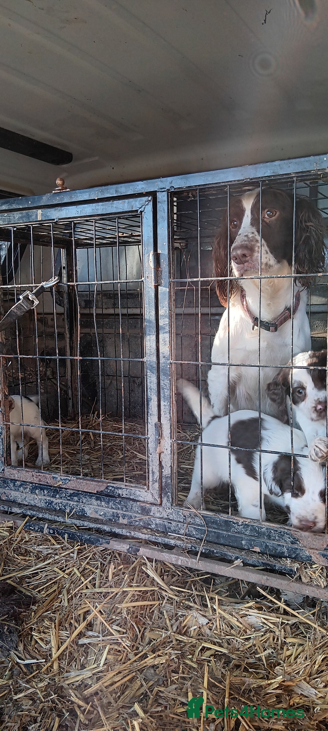 English Springer Spaniel dogs for sale: Springer spaniel puppies mother and father are kc  - Advert 2