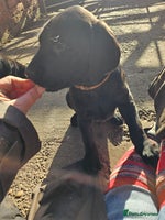 Labrador Retriever dogs Last 2 boys remaining - Advert 15