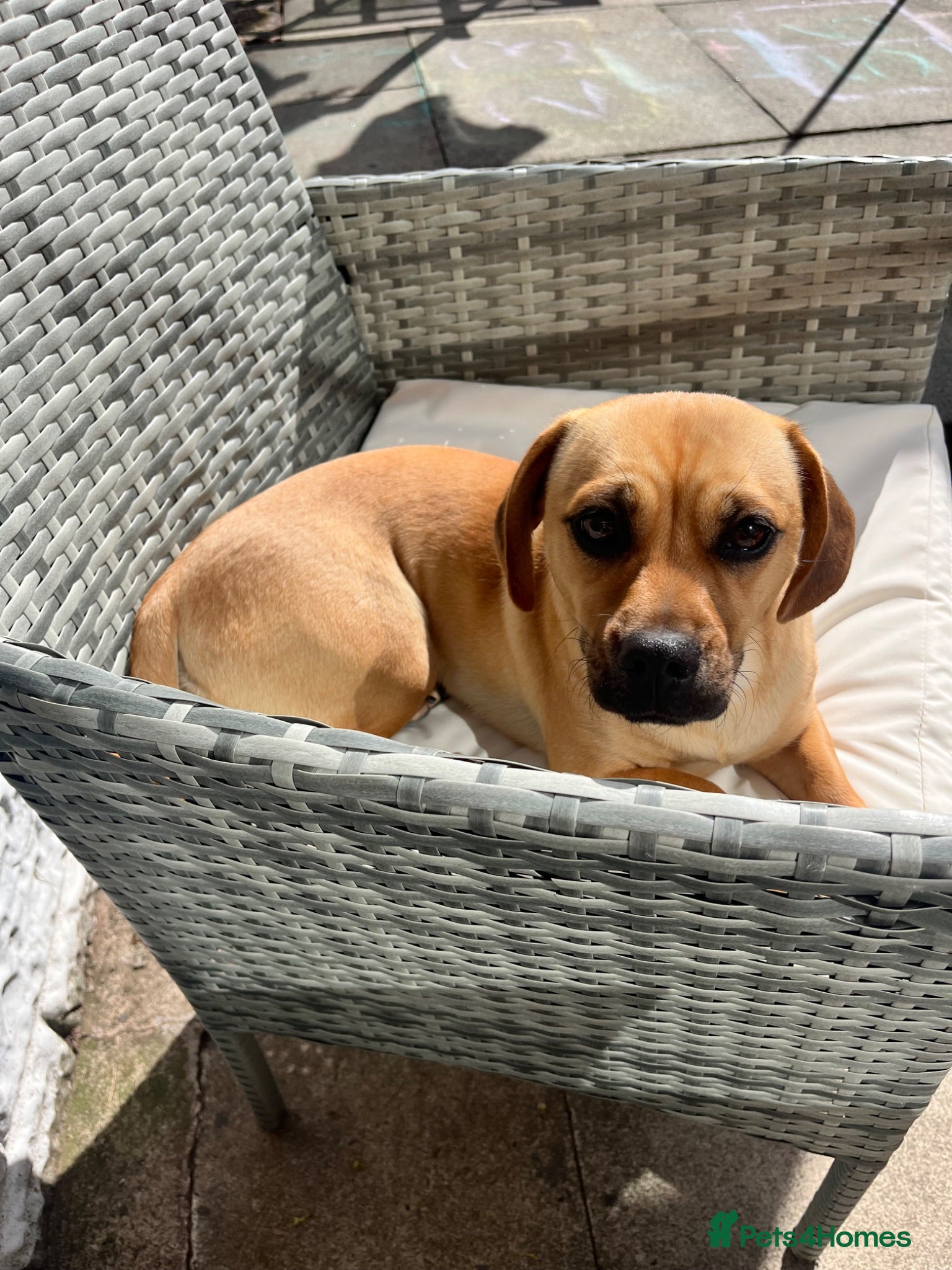 Mixed Breed dogs Beautiful 12-month-old female Daug - Advert 1