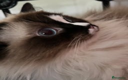 Ragdoll cats for sale: Mochi - Image 2