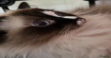 Ragdoll cats - Advert 7