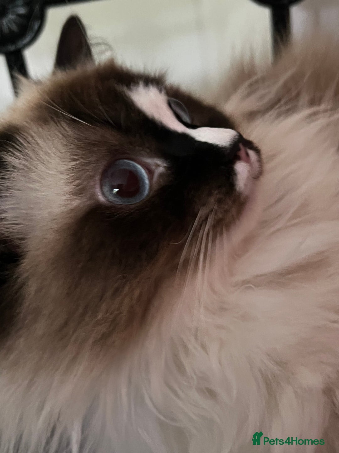 Ragdoll cats for sale: Mochi - Image 2