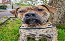 Presa Canario dogs for stud: Gwauro - Pressa X Dutch Herder - Image 8