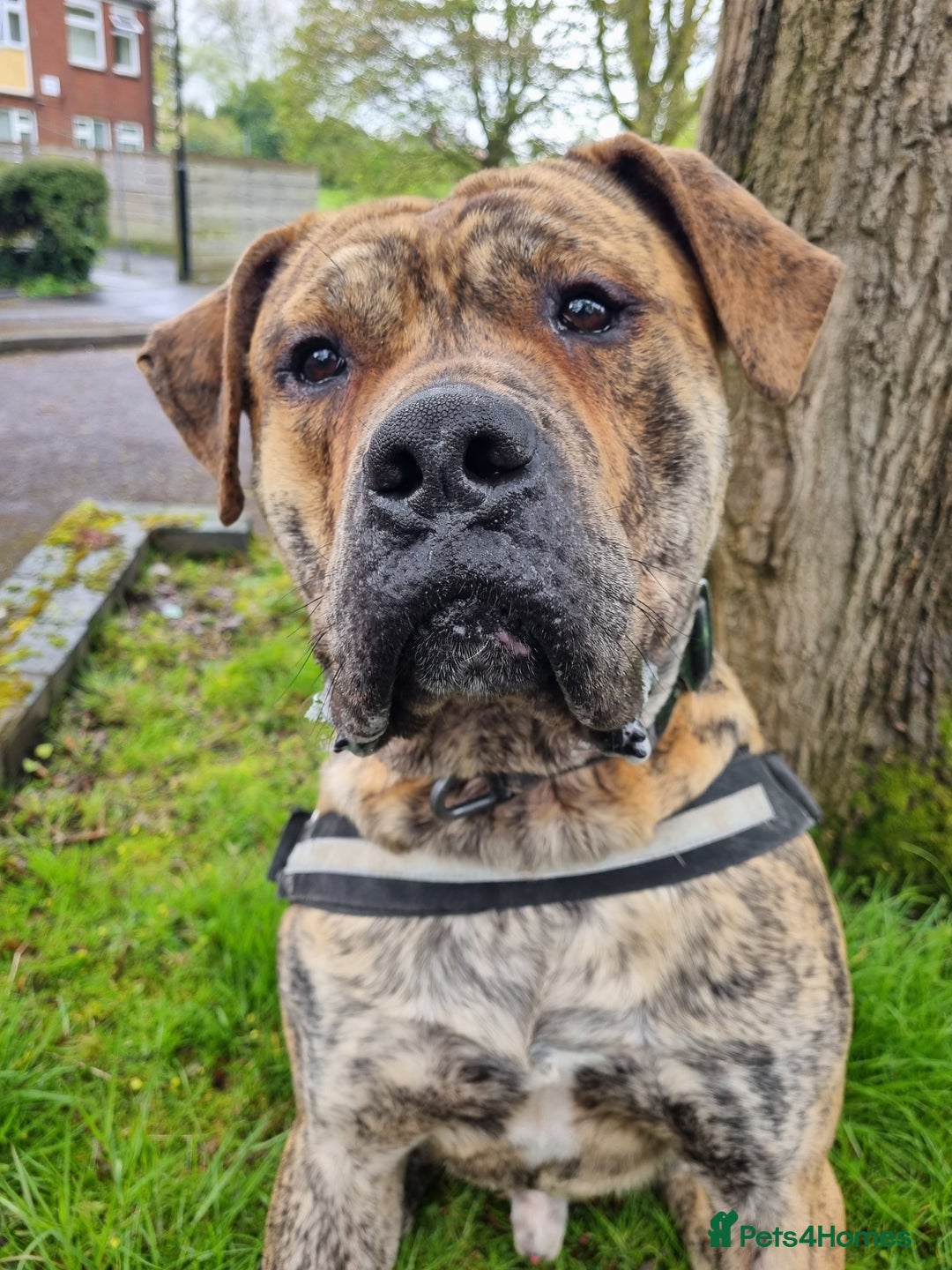 Presa Canario dogs for stud: Gwauro - Pressa X Dutch Herder - Image 8
