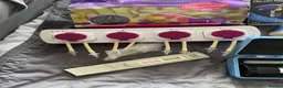 Goldfish fish for sale: reef marine fish tank  - Advert 18