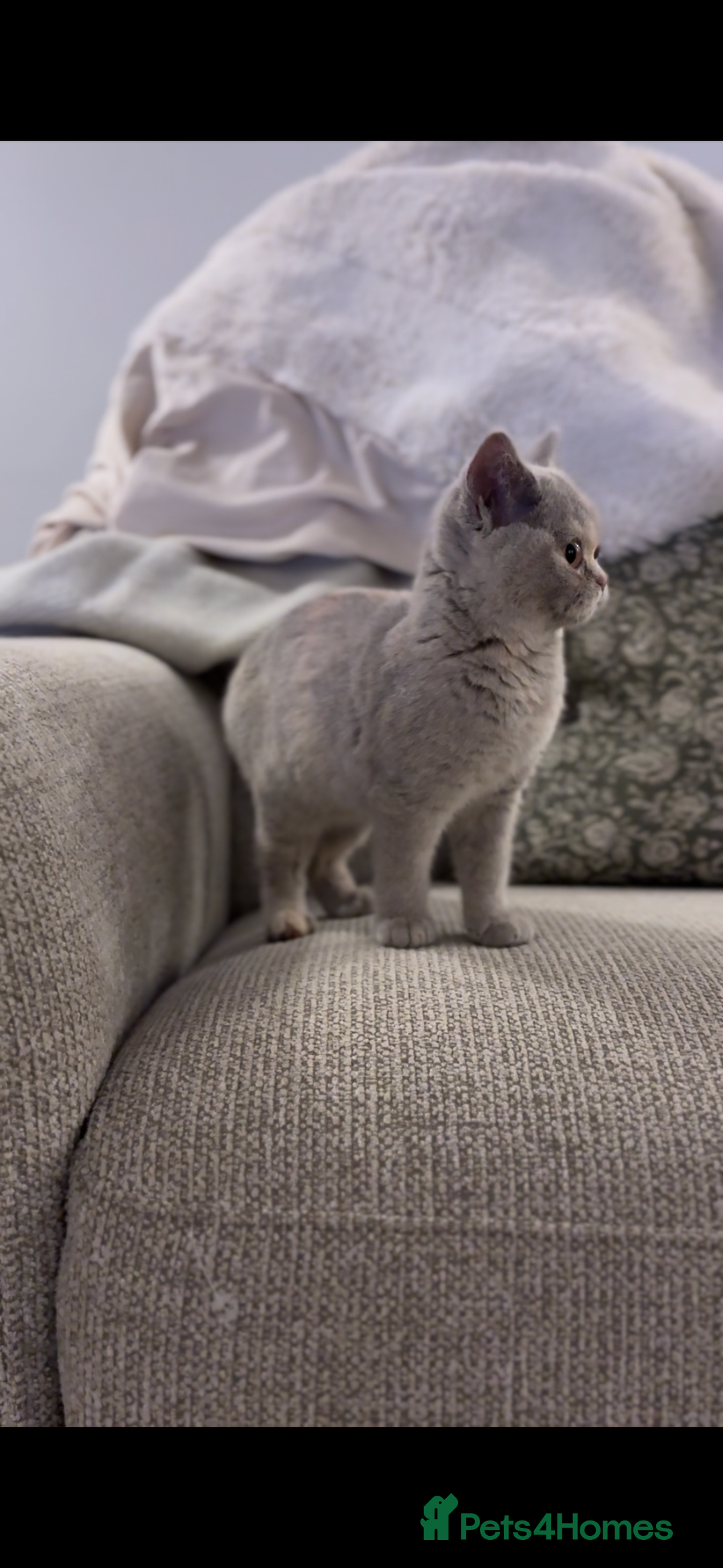 British Shorthair cats for sale: Beautiful British shorthair kittens  - Advert 6
