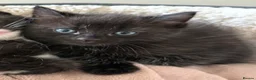 Mixed Breed cats for sale: Ragdoll cross kitten  - Advert 3