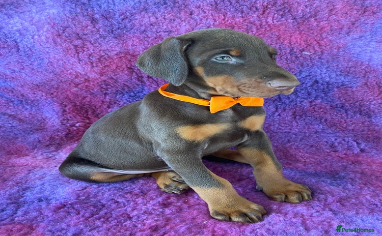 Dobermann dogs KC REGISTERED HEALTH TESTED EUROPEAN DOBERMAN PUPS - Advert 2