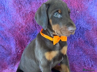 Dobermann dogs KC REGISTERED HEALTH TESTED EUROPEAN DOBERMAN PUPS - Advert 13