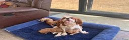 Cavapoo dogs for sale: Beautiful Cavapoo puppies. - Advert 2