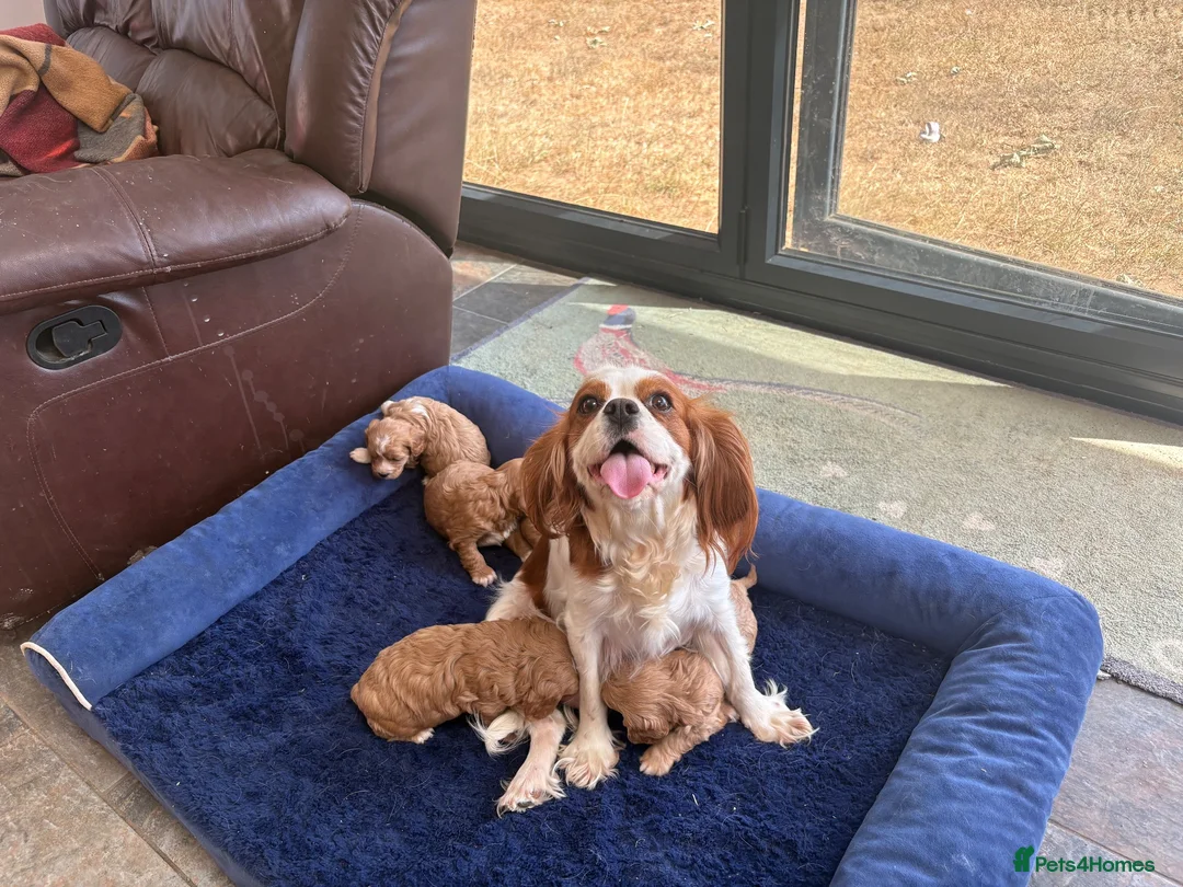 Cavapoo dogs for sale: Beautiful Cavapoo puppies. - Advert 2