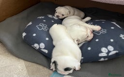 French Bulldog dogs for sale: Fluffy French Bulldogs - Image 8