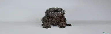 Cavapoo 2