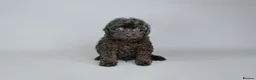 Cavapoo dogs for sale: Cavapoo puppies for sale  - Advert 13