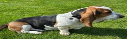 Basset Hound dogs for stud: Basset Hound Stud in Brecon - Advert 6