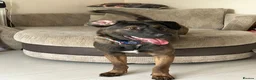 Mixed Breed dogs for sale: Salem - Advert 2