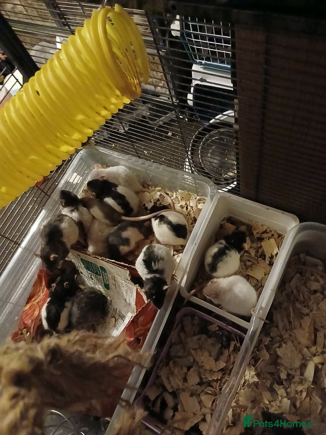 Rat rodents for sale: For sale - Advert 4