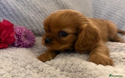 Cavalier King Charles Spaniel dogs for sale: KC REG, HEART, EYE AND DNA TESTED PARENTS - Image 30