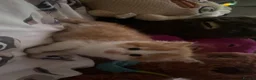 Munchkin cats for sale: British shorthair munchkin kitten   - Advert 5