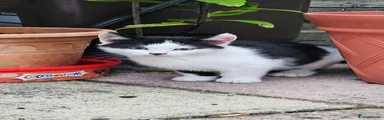Domestic Shorthair 2