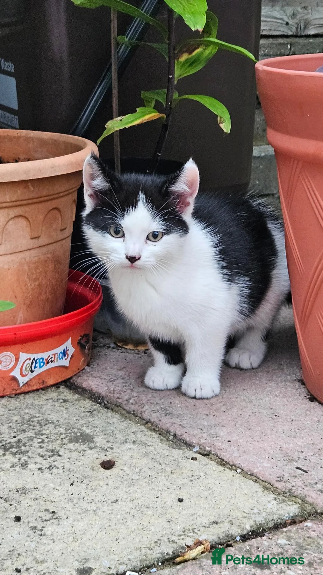 Domestic Shorthair cats for sale: Kittens  - Advert 27
