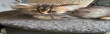 Persian 5