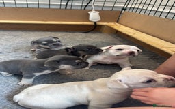 French Bulldog dogs for sale: 2 Male and 2 Female French Bulldogs - Image 1