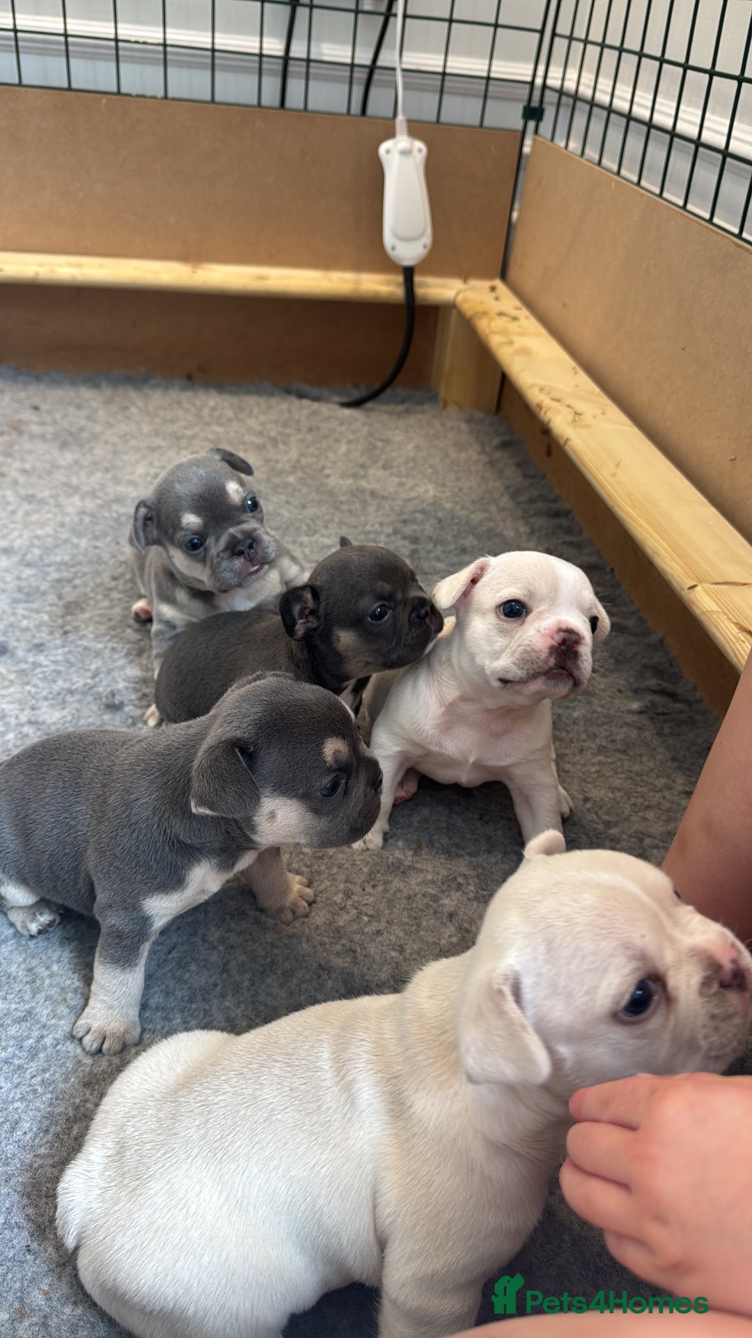 French Bulldog dogs for sale: 2 Male and 2 Female French Bulldogs - Image 1