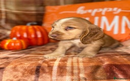 Cocker Spaniel dogs for sale: 🧡💛❤️Stunning KC Show Cocker Spaniels❤️🩷🧡 - Image 9