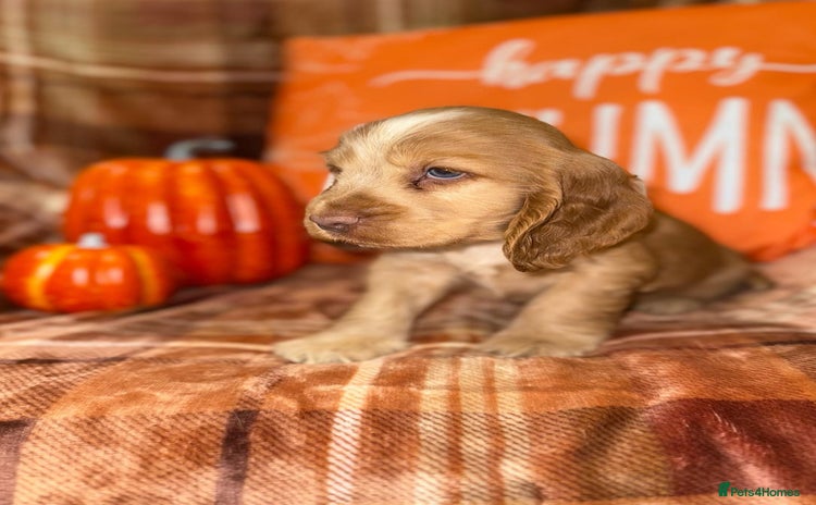Cocker Spaniel dogs - Advert 14