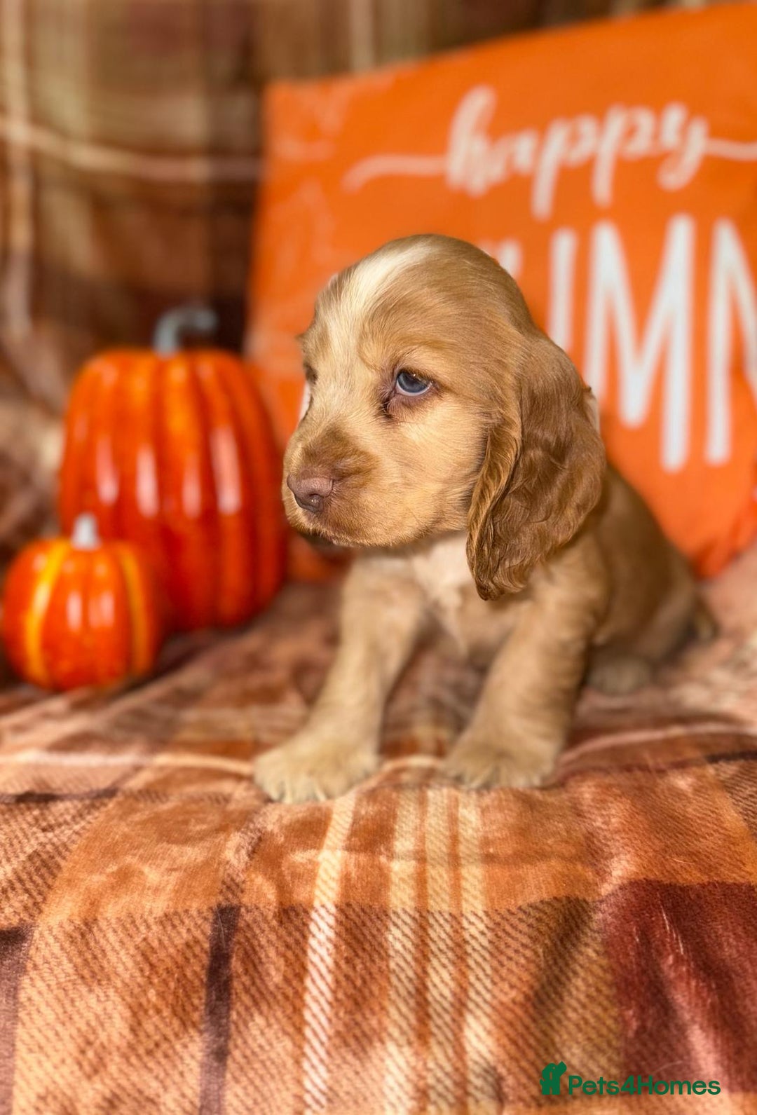 Cocker Spaniel dogs for sale: 🧡💛❤️Stunning KC Show Cocker Spaniels❤️🩷🧡 - Image 9