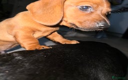 Miniature Dachshund dogs for sale: Miniature dachshund pups  - Image 9