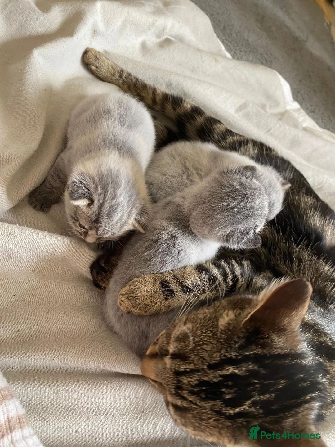 Bengal cats for sale: 3 bengal kittens  - Advert 2