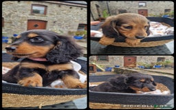 Miniature Dachshund dogs for sale: **READY ** KC REG LONG HAIR MINIATURE DACHSHUNDS - Image 7