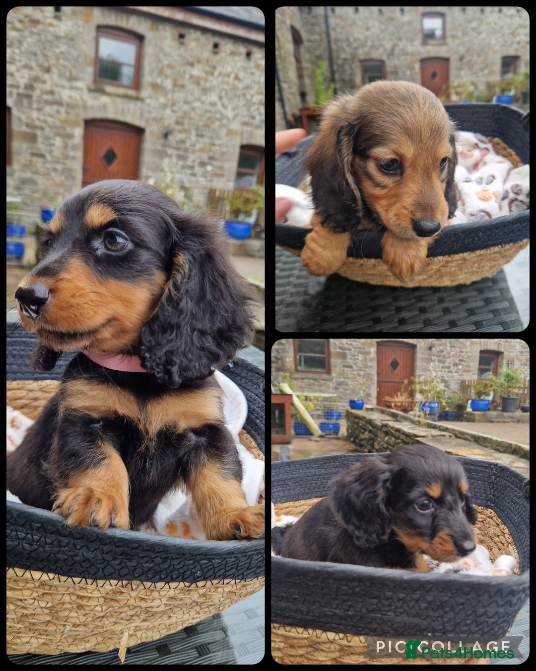 Miniature Dachshund dogs for sale: **READY ** KC REG LONG HAIR MINIATURE DACHSHUNDS - Image 7