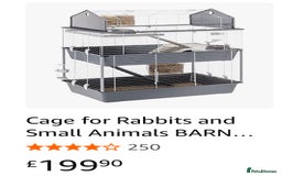 Mini Lion Lop rabbits for sale: Super cute mini lop x lionhead rabbits - Image 5