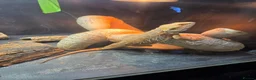 Bearded Dragon reptiles for sale: Male bearded dragon , proven breeder in Northallerton - Advert 2