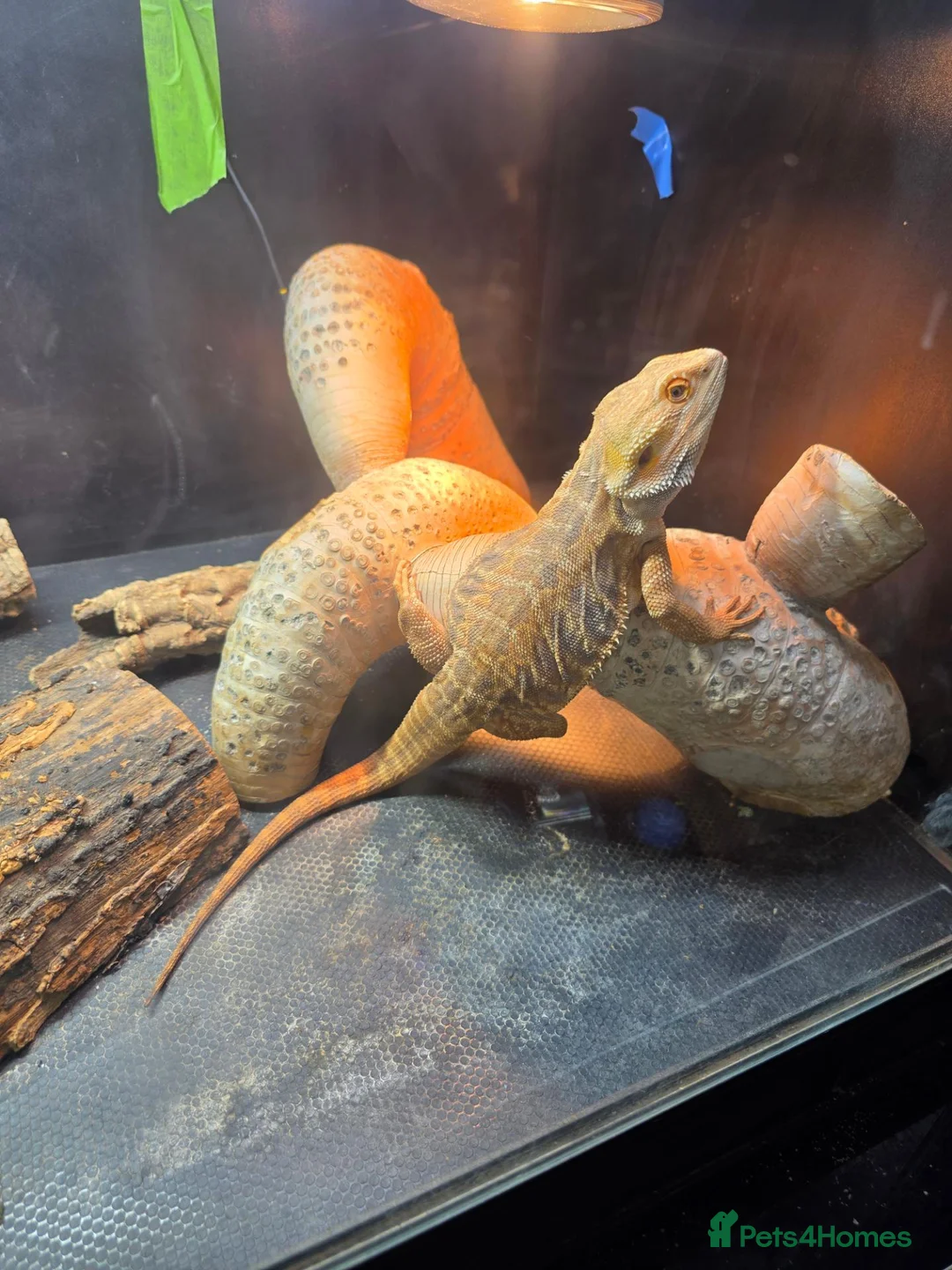 Bearded Dragon reptiles for sale: Male bearded dragon , proven breeder in Northallerton - Advert 2
